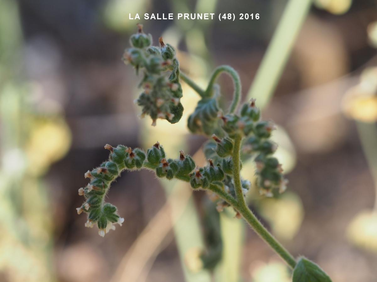 Heliotrope fruit